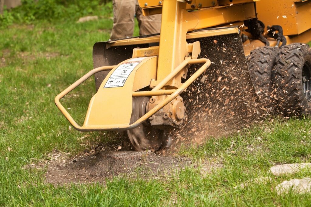 Stump grinding after tree removal in Hardwick