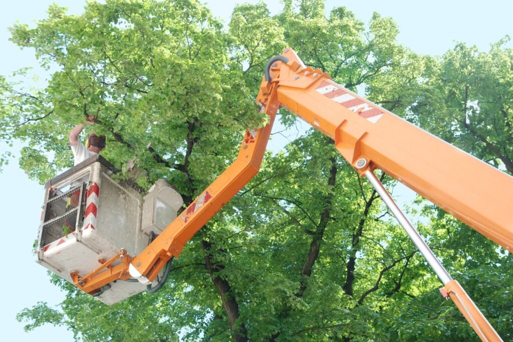 Tree pruning in Hardwick